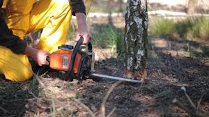 Best Tree and Shrub Care  in Liberty Lake, WA
