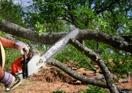 How Our Tree Care Process Works  in  Liberty Lake, WA