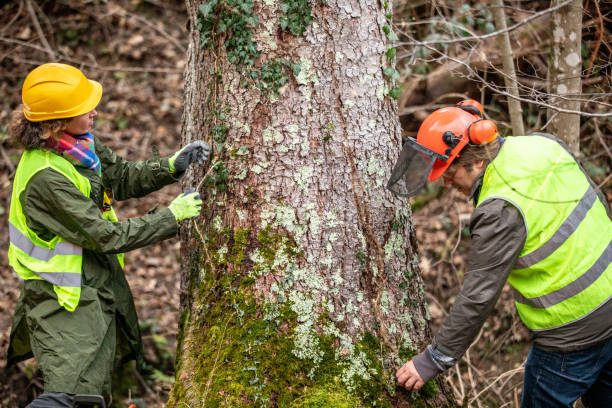 Best Root Management and Removal  in Liberty Lake, WA