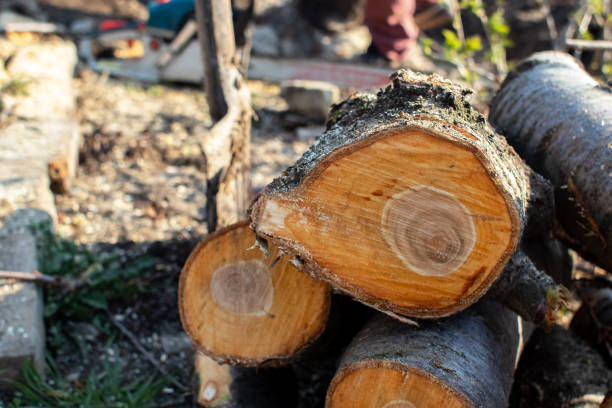 Best Tree Risk Assessment  in Liberty Lake, WA