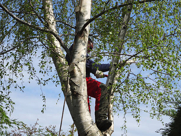 Pest Control for Lawns in Liberty Lake, WA