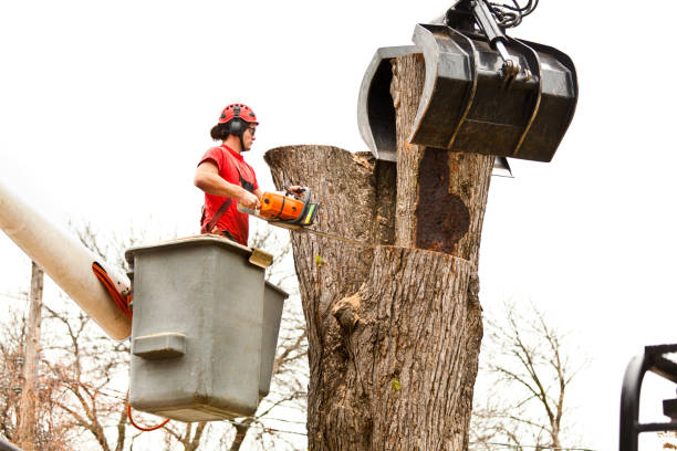 Professional Tree Care in Liberty Lake, WA
